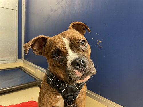 picture of the dog needing adoption
