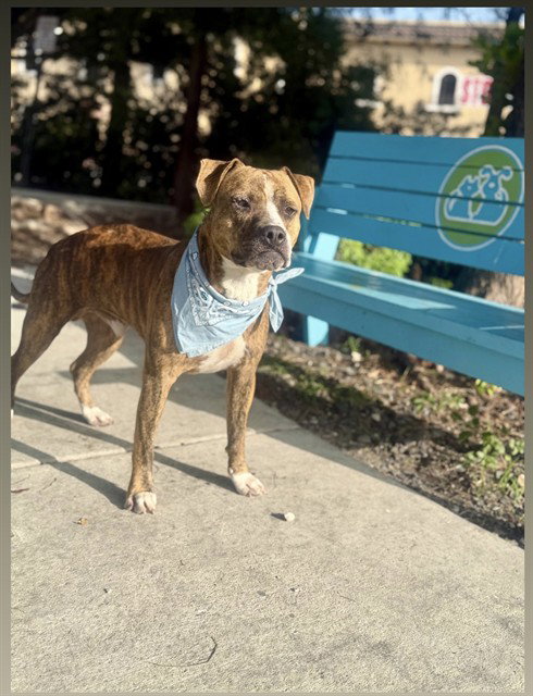 picture of the dog needing adoption