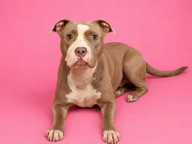 Missy - American Bulldog