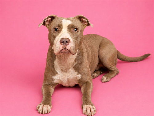 picture of the dog needing adoption