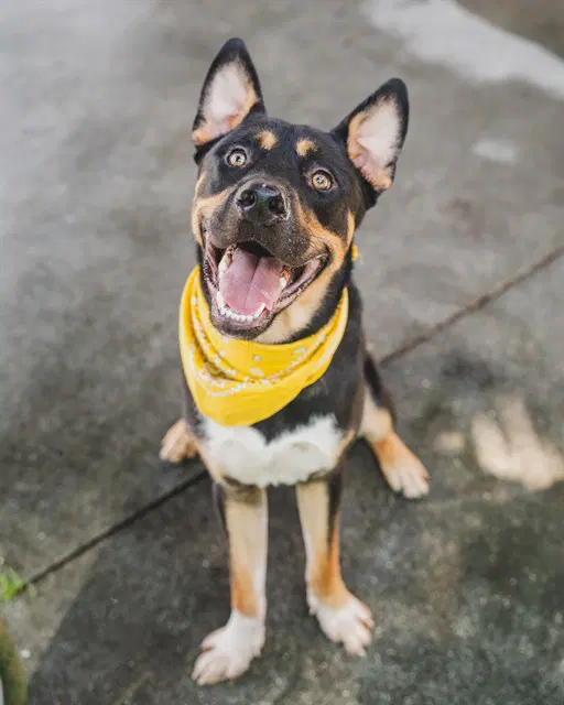 Bob - Akita