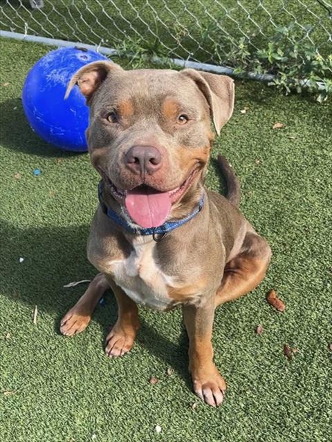 picture of the dog needing adoption
