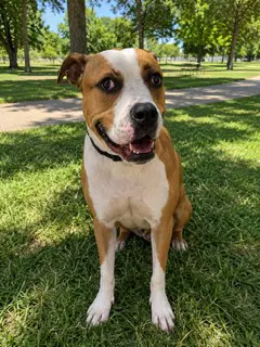 Knox - American Bulldog