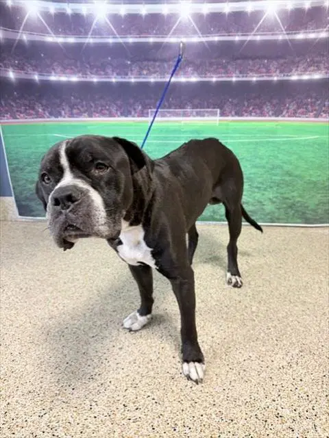 Tobby - Bulldog