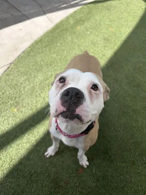 Summer - American Pit Bull Terrier