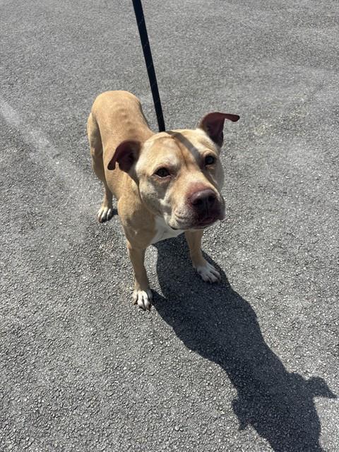 Shotz - American Bulldog