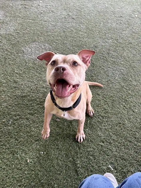 Shotz - American Bulldog