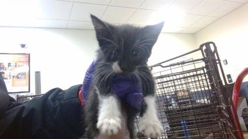 Binx