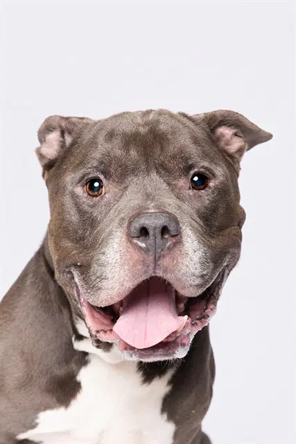Tank - American Bulldog