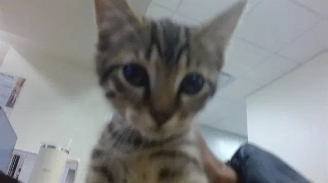 Brownie - Domestic Short Hair