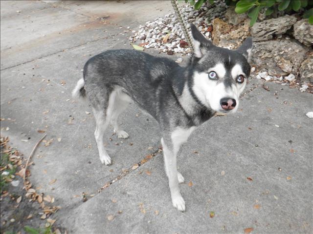 JAX