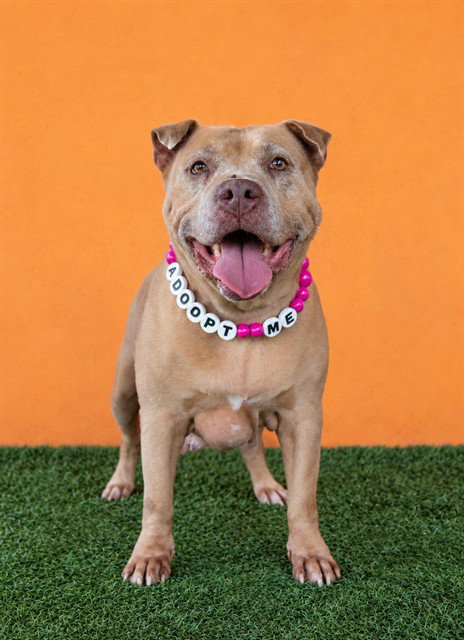 NANCY, a dog for adoption from Miami Dade Animal Services