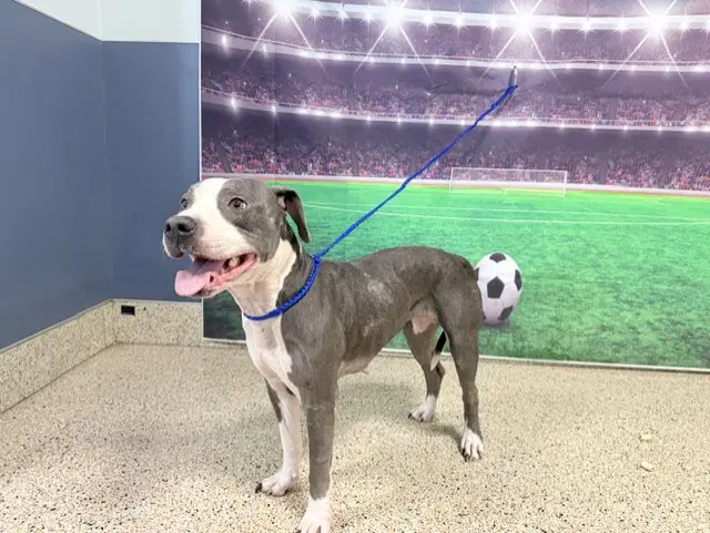 Ariana - American Pit Bull Terrier