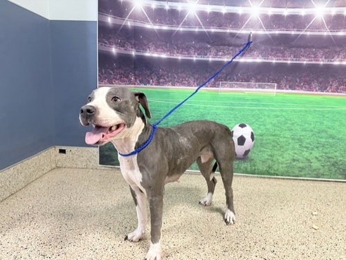 ARIANA, a dog for adoption from Miami Dade Animal Services