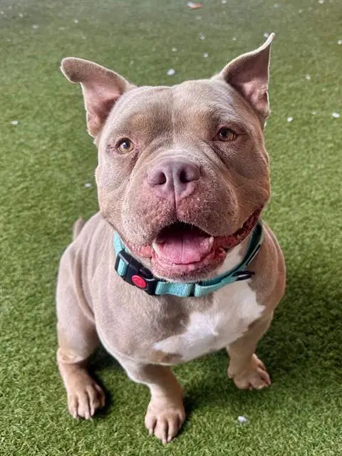 Zeus - American Bulldog