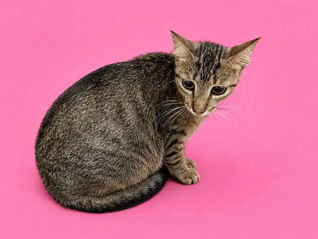Diana - Domestic Short Hair