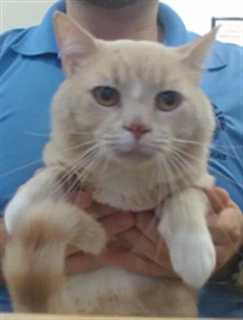 Toby - Domestic Short Hair