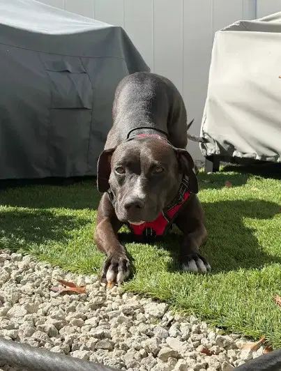 Nina - Pit Bull Terrier