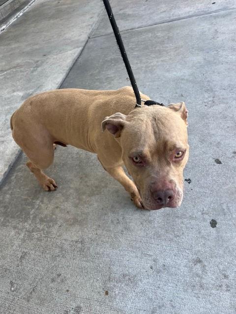 KING, a dog for adoption from Miami Dade Animal Services
