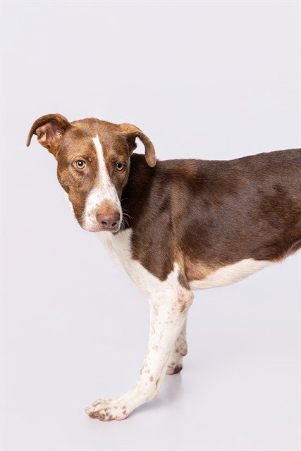 picture of the dog needing adoption