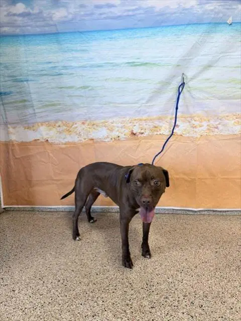 Buddy - American Pit Bull Terrier