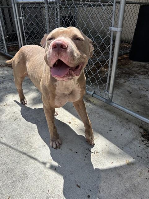 BUGGY, a dog for adoption from Miami Dade Animal Services