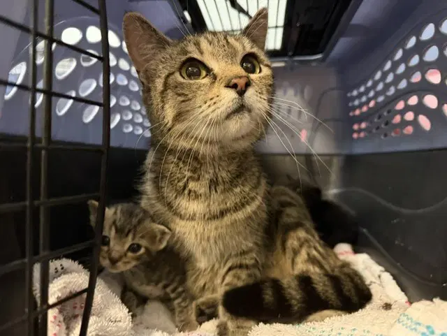 Clover - Domestic Short Hair