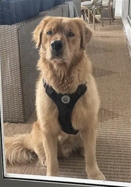 Benji