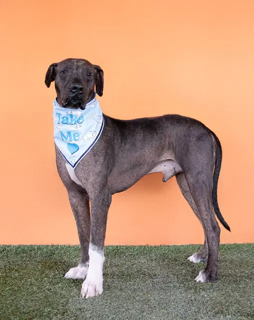 Guevito - Mastiff