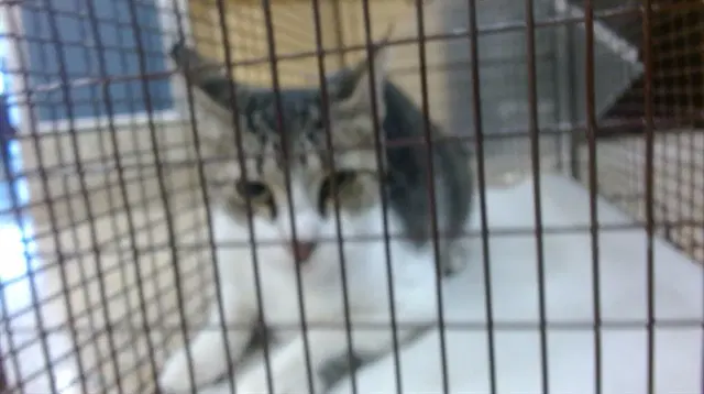 Bubu - Domestic Short Hair