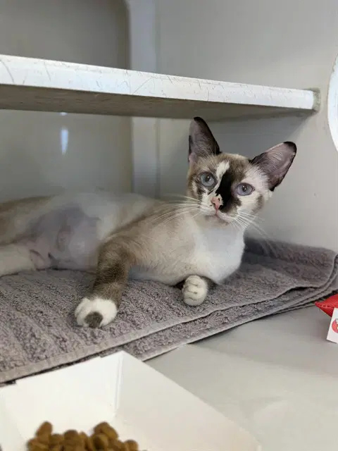 Chachi - Siamese