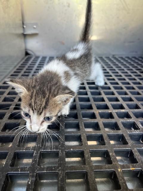 Peanut