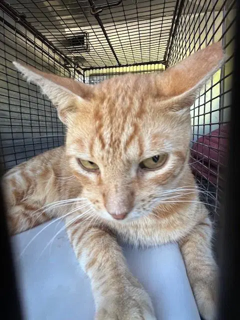 Dude - Domestic Short Hair