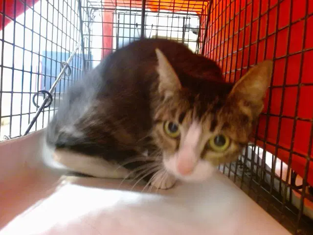 Michi - Domestic Short Hair
