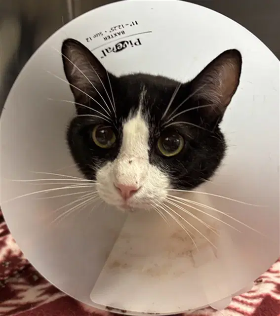 Benny - Domestic Short Hair