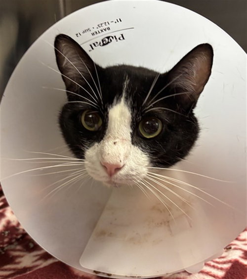 BENNY, a cat for adoption from Miami Dade Animal Services
