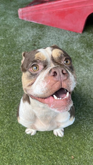 COCO CHANEL, a dog for adoption from Miami Dade Animal Services