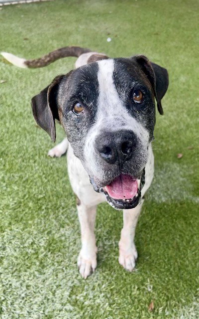 TIMMY, a dog for adoption from Miami Dade Animal Services