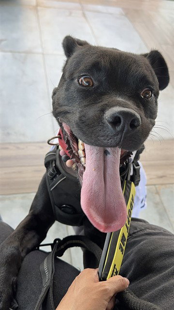 CHARLOTTE, a dog for adoption from Miami Dade Animal Services