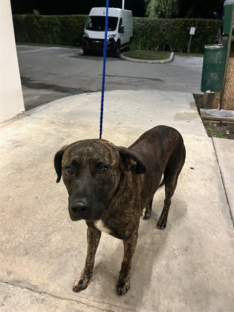 TINY, a dog for adoption from Miami Dade Animal Services