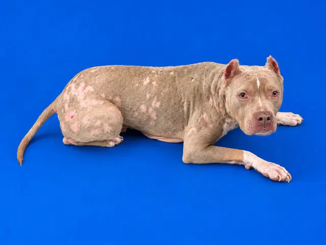 Unknown - American Bulldog