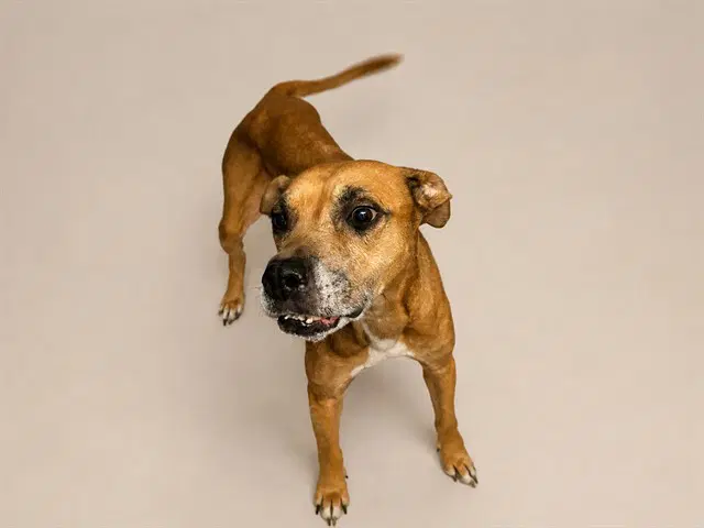 Mia - Boxer