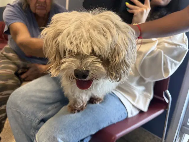 Gina - Yorkshire Terrier Yorkie