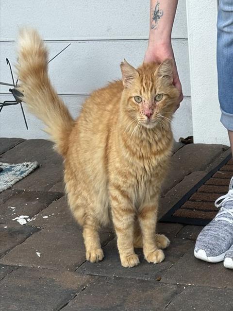 picture of the cat needing adoption