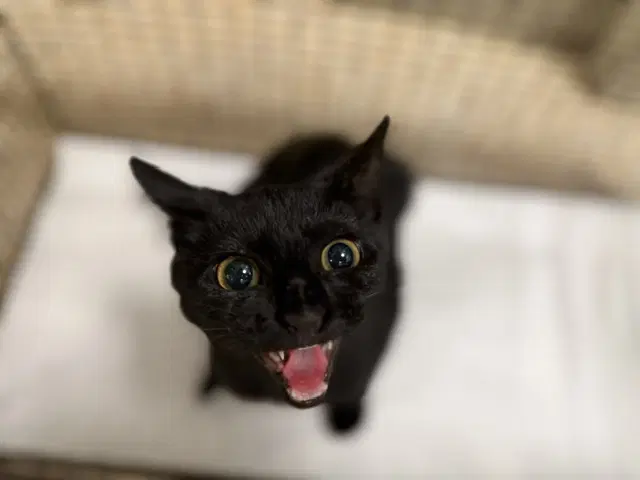 Kayda - Domestic Short Hair