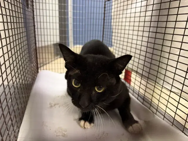 Tux - Domestic Short Hair