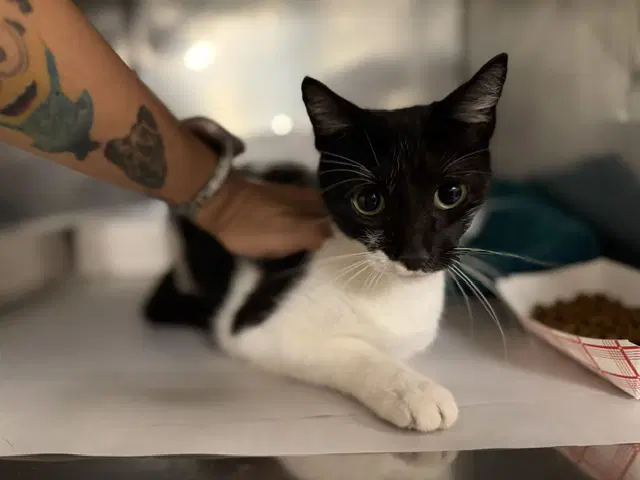 Batgirl - Domestic Short Hair