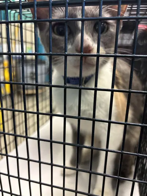 May - Domestic Short Hair