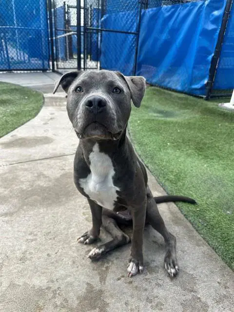 Eve - American Bulldog