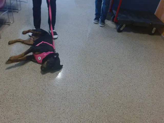 Daisy - Rottweiler